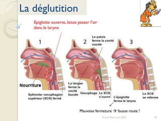 40Franck Rencurel 2020
La déglutition
Epiglotte ouverte, laisse passer l’air
dans le larynx
Mauvaise fermeture  fausse route !
 