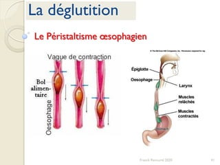 41Franck Rencurel 2020
La déglutition
Le Péristaltisme œsophagien
 