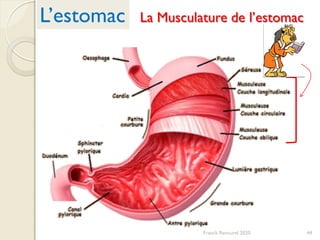 La Musculature de l’estomac
44
L’estomac
Franck Rencurel 2020
 