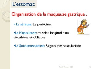 L’estomac
Franck Rencurel 2020 46
Organisation de la muqueuse gastrique .
• La séreuse: Le péritoine.
•La Musculeuse: muscles longitudinaux,
circulaires et obliques.
•La Sous-musculeuse: Région très vascularisée.
 