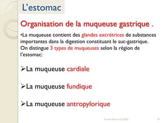 L’estomac
Franck Rencurel 2020 47
Organisation de la muqueuse gastrique .
•La muqueuse contient des glandes excrétrices de substances
importantes dans la digestion constituant le suc-gastrique.
On distingue 3 types de muqueuses selon la région de
l’estomac:
La muqueuse cardiale
La muqueuse fundique
La muqueuse antropylorique
 