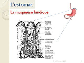 L’estomac
Franck Rencurel 2020 49
La muqueuse fundique
 