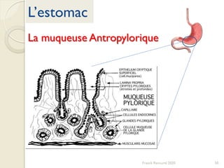 L’estomac
Franck Rencurel 2020 50
La muqueuse Antropylorique
 