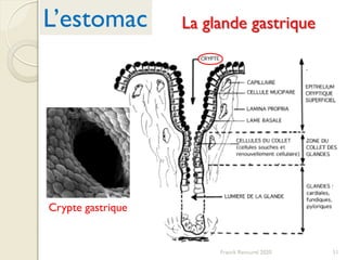 Crypte gastrique
La glande gastrique
51
L’estomac
Franck Rencurel 2020
 