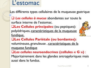 52Franck Rencurel 2020
L’estomac
 Les cellules à mucus abondantes sur toute la
surface interne de l’estomac.
Les Cellules principales: (ou peptiques):
polyédriques, caractéristiques de la muqueuse
fundique.
Les Cellules Pariétale (ou bordantes):
volumineuse, granuleuse , caractéristiques de la
muquese fundique
Les cellules neuroendocrines (cellules « G ») :
Majoritairement dans les glandes antropyloriques mais
aussi dans le fundus.
Les différents types cellulaires de la muqueuse gastrique
 