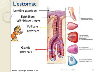 53Franck Rencurel 2020
L’estomac
Lumière gastrique
Épithélium
cylindrique simple
Follicule
gastrique
Glande
gastrique
Vander, Physiologie humaine, 6e ed.
 
