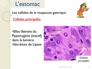 56Franck Rencurel 2020
L’estomac
Les cellules de la muqueuse gastrique
Cellules principales
•Elles libèrent du
Pepsinogène (inactif)
dans la lumière.
•Sécrétion de Lipase
Cellules
principales
 