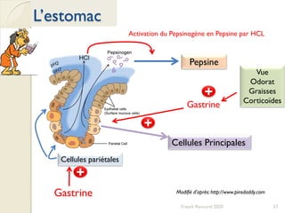 57Franck Rencurel 2020
L’estomac
Pepsine
Cellules Principales
Gastrine
+
Cellules pariétales
Gastrine
+
Vue
Odorat
Graisses
Corticoïdes
+
Modifié d’après: http://www.pinsdaddy.com
Activation du Pepsinogène en Pepsine par HCL
 