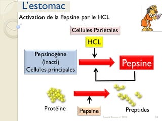 58Franck Rencurel 2020
L’estomac
Pepsinogène
(inacti)
Cellules principales
Pepsine
Cellules Pariétales
HCL
Protéine PreptidesPepsine
Activation de la Pepsine par le HCL
 