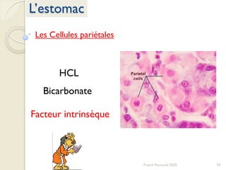 59Franck Rencurel 2020
L’estomac
Les Cellules pariétales
HCL
Bicarbonate
Facteur intrinsèque
 