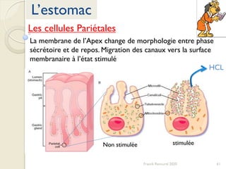 61Franck Rencurel 2020
L’estomac
La membrane de l’Apex change de morphologie entre phase
sécrétoire et de repos. Migration des canaux vers la surface
membranaire à l’état stimulé
HCL
Non stimulée stimulée
Les cellules Pariétales
 