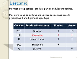 Cellules Peptides/hormones Fundus Antre
P/D1 Ghréline + +/-
EC Sérotonine + +
D Somatostatine + +
ECL Histamine +
G gastrine +
63
L’estomac
Hormones et peptides produits par les cellules endocrines.
Plusieurs types de cellules endocrines spécialisées dans la
production d’une hormone spécifique
Franck Rencurel 2020
 