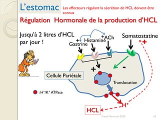 65
Gastrine
Histamine
ACh Somatostatine
+ -
: H+/K+ ATPase
+
+
H+
+
HCL
Translocation
L’estomac
Régulation Hormonale de la production d’HCL
Cellule Pariétale
Jusqu’à 2 litres d’HCL
par jour !
Franck Rencurel 2020
Les effecteurs régulant la sécrétion de HCL doivent être
connus
 