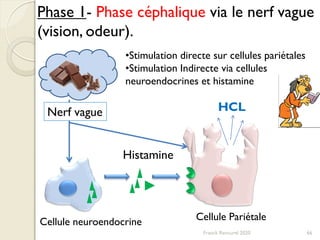 Phase 1- Phase céphalique via le nerf vague
(vision, odeur).
•Stimulation directe sur cellules pariétales
•Stimulation Indirecte via cellules
neuroendocrines et histamine
Nerf vague
Histamine
HCL
66
Cellule PariétaleCellule neuroendocrine
Franck Rencurel 2020
 