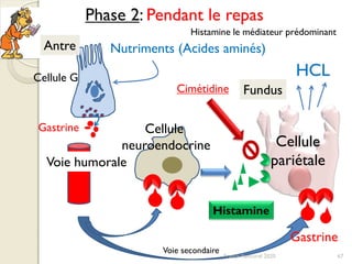 Phase 2: Pendant le repas
Cellule G
Gastrine
Histamine
Nutriments (Acides aminés)Antre
Fundus
Histamine le médiateur prédominant
Cimétidine
67
Cellule
neuroendocrine Cellule
pariétaleVoie humorale
Gastrine
Voie secondaire
HCL
Franck Rencurel 2020
 