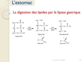 68Franck Rencurel 2020
L’estomac
La digestion des lipides par la lipase gastrique
 