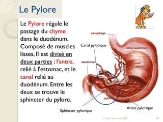 Le Pylore
Franck Rencurel 2020 80
Le Pylore régule le
passage du chyme
dans le duodénum.
Composé de muscles
lisses, Il est divisé en
deux parties : l'antre,
relié à l'estomac, et le
canal relié au
duodénum. Entre les
deux se trouve le
sphincter du pylore.
Sphincter pylorique
Canal pylorique
Antre pylorique
 