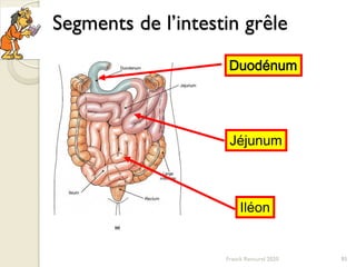 Segments de l’intestin grêle
Duodénum
Jéjunum
Iléon
85Franck Rencurel 2020
 