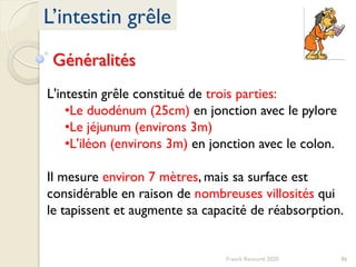 86Franck Rencurel 2020
L’intestin grêle
Généralités
L'intestin grêle constitué de trois parties:
•Le duodénum (25cm) en jonction avec le pylore
•Le jéjunum (environs 3m)
•L'iléon (environs 3m) en jonction avec le colon.
Il mesure environ 7 mètres, mais sa surface est
considérable en raison de nombreuses villosités qui
le tapissent et augmente sa capacité de réabsorption.
 