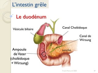 87Franck Rencurel 2020
L’intestin grêle
Le duodénum
Vésicule biliaire
Ampoule
deVater
(cholédoque
+Wirsung)
Canal Cholédoque
Canal de
Wirsung
pancréas
 