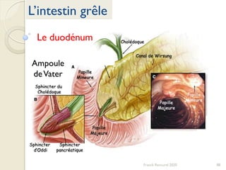 88Franck Rencurel 2020
L’intestin grêle
Le duodénum
Ampoule
deVater
 