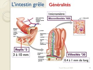 Franck Rencurel 2020 90
L’intestin grêle Généralités
3 à 10 mm
0.4 à 1 mm de long
1micromètre
 