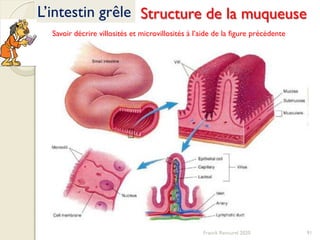 Franck Rencurel 2020 91
L’intestin grêle Structure de la muqueuse
Savoir décrire villosités et microvillosités à l’aide de la figure précédente
 