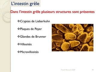 Franck Rencurel 2020 92
Cryptes de Lieberkuhn
Plaques de Peyer
Glandes de Brunner
Villosités
Microvillosités
L’intestin grêle
Dans l’intestin grêle plusieurs structures sont présentes
 