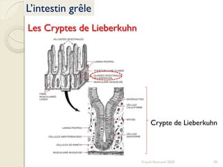 Franck Rencurel 2020 93
L’intestin grêle
Les Cryptes de Lieberkuhn
Crypte de Lieberkuhn
 