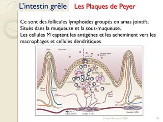 Franck Rencurel 2020 94
L’intestin grêle Les Plaques de Peyer
Ce sont des follicules lymphoïdes groupés en amas jointifs.
Situés dans la muqueuse et la sous-muqueuse.
Les cellules M captent les antigènes et les acheminent vers les
macrophages et cellules dendritiques
 