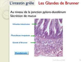 Franck Rencurel 2020 95
L’intestin grêle Les Glandes de Brunner
Au niveau de la jonction pylore-duodénum
Sécrétion de mucus
Musculeuse muqueuse
 