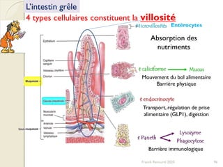 4 types cellulaires constituent la villosité
L’intestin grêle
Absorption des
nutriments
Mouvement du bol alimentaire
Barrière physique
Transport, régulation de prise
alimentaire (GLP1), digestion
Barrière immunologique
Entérocytes
96Franck Rencurel 2020
 