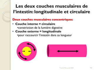 Les deux couches musculaires de
l’intestin: longitudinale et circulaire
Deux couches musculaires concentriques:
• Couche interne = circulaire
•constriction de la lumière digestive
• Couche externe = longitudinale
•pour raccourcir l’intestin dans sa longueur
103Franck Rencurel 2020
 