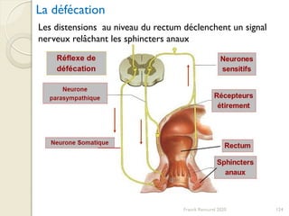 Franck Rencurel 2020 124
La défécation
Les distensions au niveau du rectum déclenchent un signal
nerveux relâchant les sphincters anaux
 