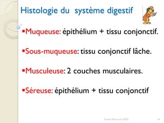Histologie du système digestif
14Franck Rencurel 2020
Muqueuse: épithélium + tissu conjonctif.
Sous-muqueuse: tissu conjonctif lâche.
Musculeuse: 2 couches musculaires.
Séreuse: épithélium + tissu conjonctif
 