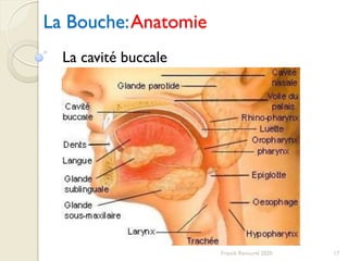 La Bouche:Anatomie
17Franck Rencurel 2020
La cavité buccale
 