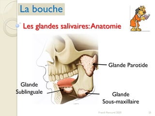 25Franck Rencurel 2020
La bouche
Les glandes salivaires:Anatomie
Glande Parotide
Glande
Sous-maxillaire
Glande
Sublinguale
 