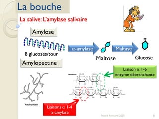 31Franck Rencurel 2020
La bouche
La salive: L’amylase salivaire
Amylose
8 glucoses/tour
Maltose Glucose
Liaisons a 1-4
a-amylase
Liaison a 1-6
enzyme débranchante
a-amylase Maltase
Amylopectine
 
