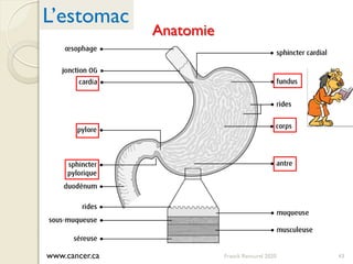 www.cancer.ca 43
L’estomac
Anatomie
Franck Rencurel 2020
 