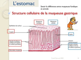 45Franck Rencurel 2020
L’estomac
Structure cellulaire de la muqueuse gastrique
Savoir la différence entre muqueuse fundique
et antrale
 