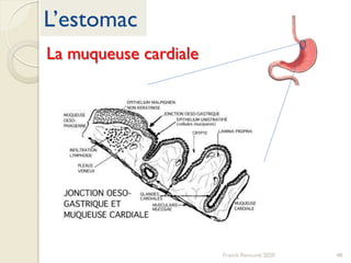 L’estomac
Franck Rencurel 2020 48
La muqueuse cardiale
 