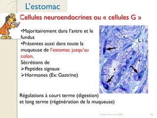 Cellules neuroendocrines ou « cellules G »
•Majoritairement dans l’antre et le
fundus
•Présentes aussi dans toute la
muqueuse de l’estomac jusqu’au
colon.
Sécrétions de
Peptides signaux
Hormones (Ex: Gastrine)
Régulations à court terme (digestion)
et long terme (régénération de la muqueuse)
62
L’estomac
Franck Rencurel 2020
 