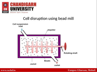Comprehensive Overview of Cell Disruption Techniques for Intracellular ...