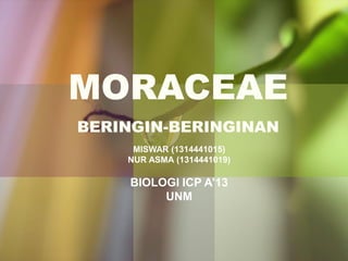 MORACEAE
BERINGIN-BERINGINAN
MISWAR (1314441015)
NUR ASMA (1314441019)
BIOLOGI ICP A’13
UNM
 