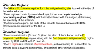 Cd R Variable Region Immunity & Immunoglobulins | PPTX