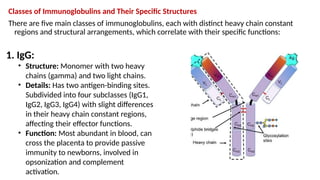 Immunity & Immunoglobulins‎ ‎ ‎ ‎ ‎ ‎ ‎‎ ‎ | PPTX