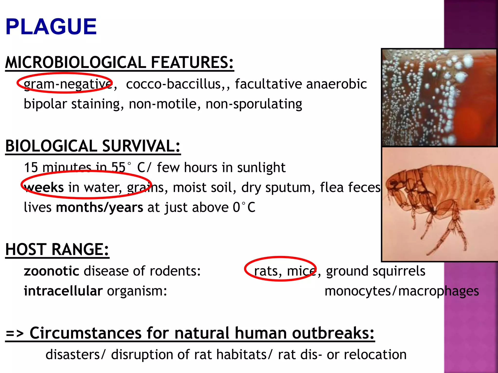 PLAGUE
MICROBIOLOGICAL FEATURES:
gram-negative, cocco-baccillus,, facultative anaerobic
bipolar staining, non-motile, non-sporulating
BIOLOGICAL SURVIVAL:
15 minutes in 55° C/ few hours in sunlight
weeks in water, grains, moist soil, dry sputum, flea feces
lives months/years at just above 0°C
HOST RANGE:
zoonotic disease of rodents: rats, mice, ground squirrels
intracellular organism: monocytes/macrophages
=> Circumstances for natural human outbreaks:
disasters/ disruption of rat habitats/ rat dis- or relocation
 