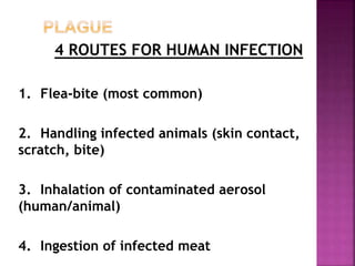 4 ROUTES FOR HUMAN INFECTION
1. Flea-bite (most common)
2. Handling infected animals (skin contact,
scratch, bite)
3. Inhalation of contaminated aerosol
(human/animal)
4. Ingestion of infected meat
 