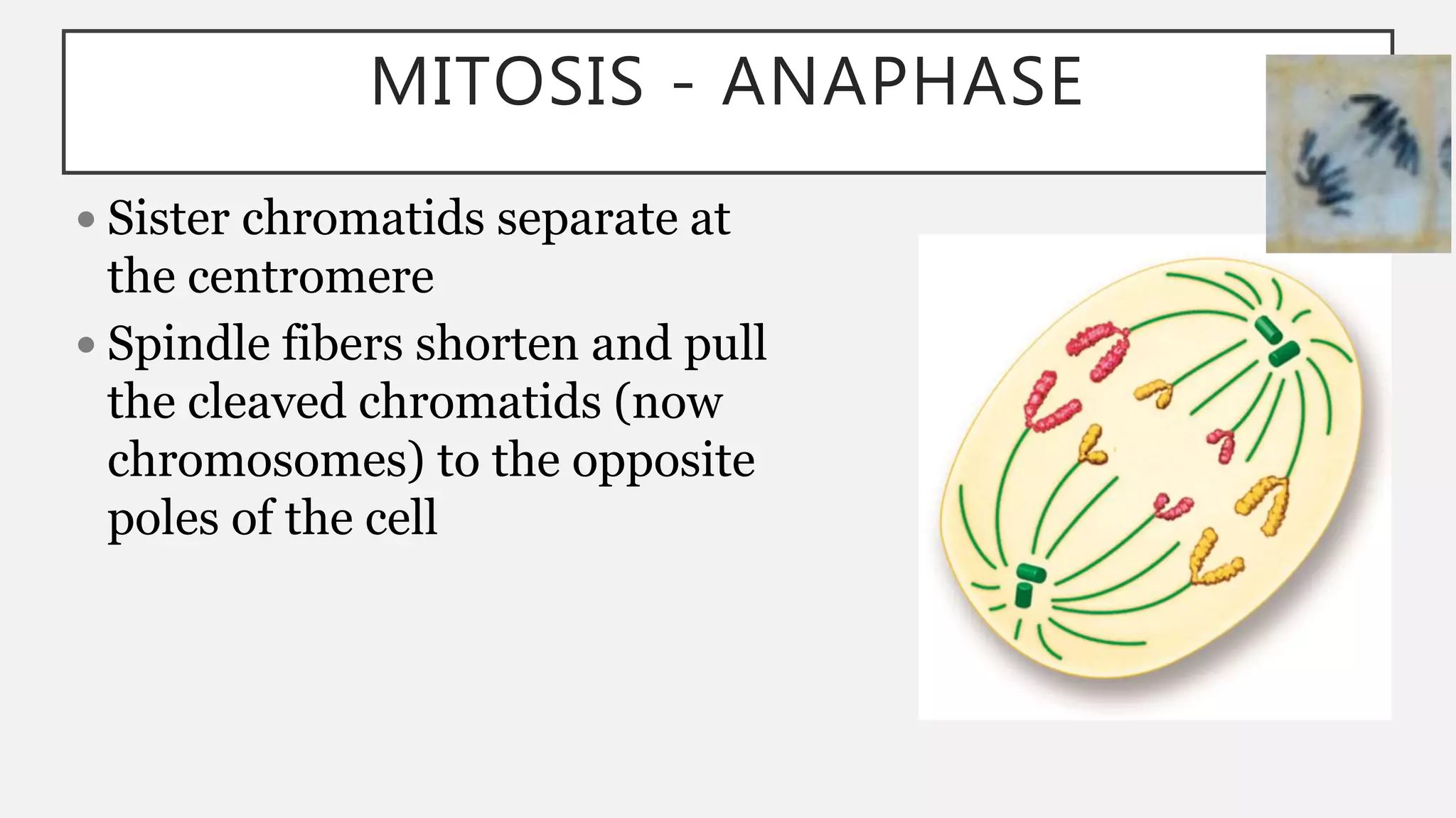 BU4.2 Cell Cycle & Mitosis | PPTX