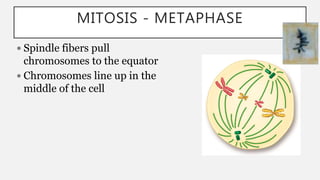 MITOSIS - METAPHASE
 Spindle fibers pull
chromosomes to the equator
 Chromosomes line up in the
middle of the cell
 